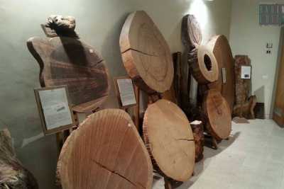 A Molfetta c'� un museo del legno: si tratta dell'unica "siloteca" del Sud Italia